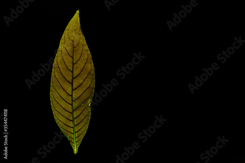 Transparent yellow leaves with isolated black background for medical conceptual and text adding commercial