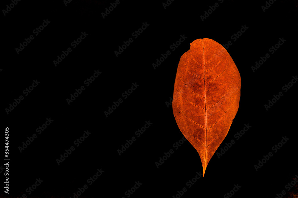 Transparent red leaves with isolated black background for medical conceptual and text adding commercial Transparent red leaves with isolated black background for medical conceptual and text adding commercial