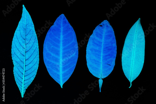 Transparent blue leaves with isolated black background for medical conceptual and text adding commercial