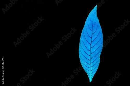 Transparent blue leaves with isolated black background for medical conceptual and text adding commercial