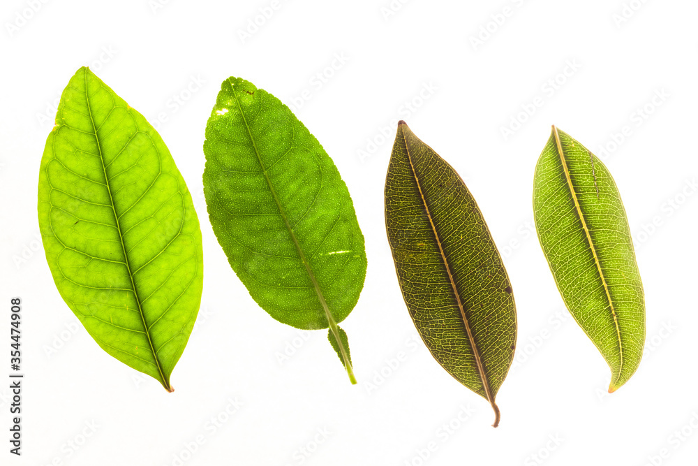 Obraz premium Green leaves with isolated white background for medical conceptual and text adding commercial