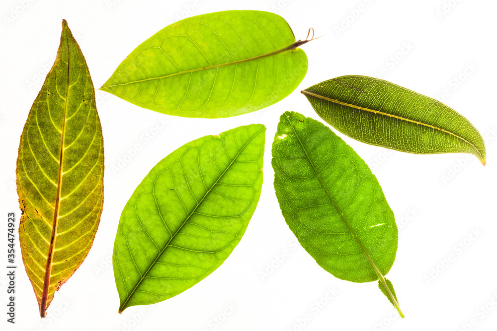 Green leaves with isolated white background for medical conceptual and text adding commercial Green leaves with isolated white background for medical conceptual and text adding commercial
