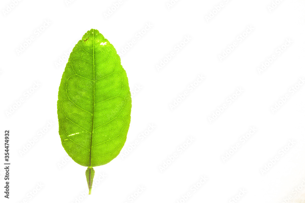 Obraz premium Green leaves with isolated white background for medical conceptual and text adding commercial