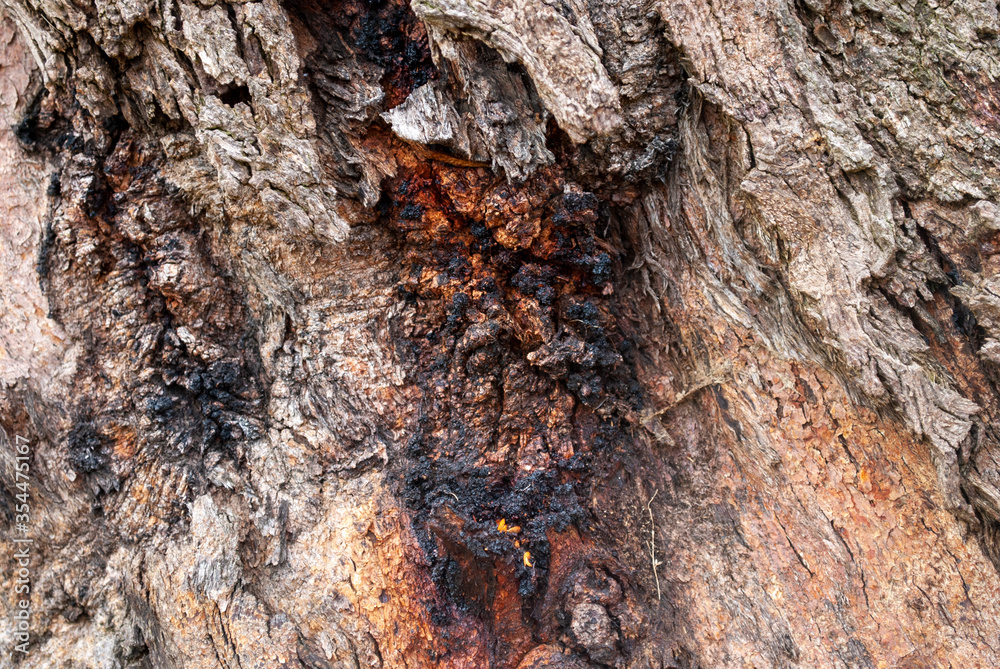 tree bark texture tree bark texture