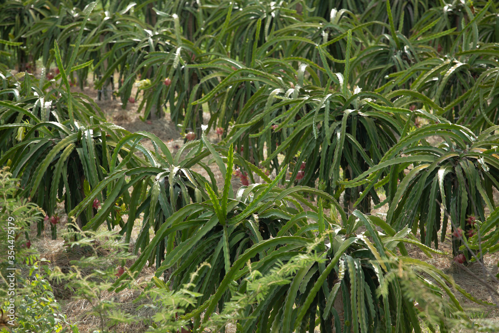 A field of Dragon Fruit plants growing in a large modern plantation in central Vietnam A field of Dragon Fruit plants growing in a large modern plantation in central Vietnam