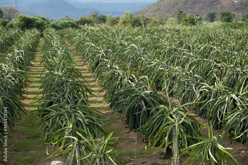A field of dragon fruit plants growing in a large modern plantation in central Vietnam A field of dragon fruit plants growing in a large modern plantation in central Vietnam