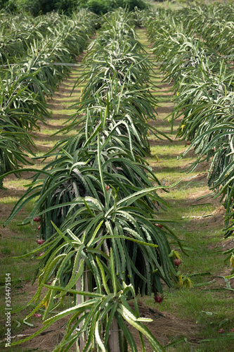 A field of dragon fruit plants growing in a large modern plantation in central Vietnam
