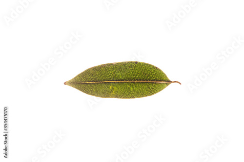 Green leaves with isolated white background for medical conceptual and text adding commercial © keongdagreat