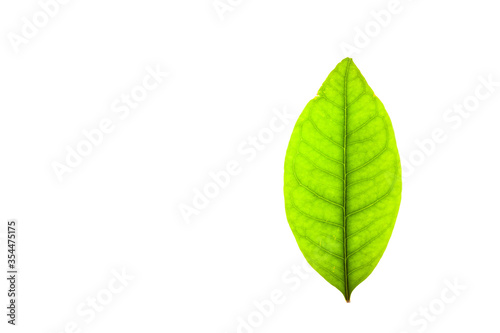 Green leaves with isolated white background for medical conceptual and text adding commercial
