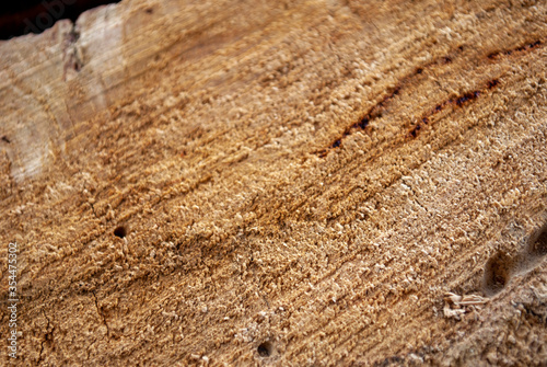 close up of a tree trunk