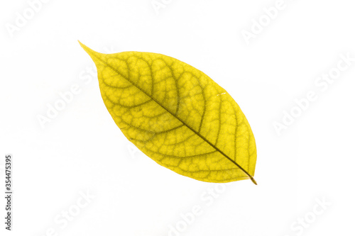 Autumn yellow leaves with isolated white background for holiday season and text adding commercial
