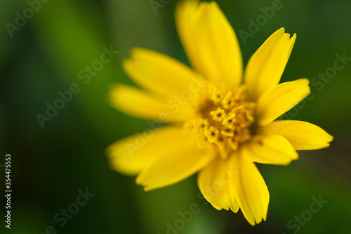 Beautiful Flower Macro photography of daisy flower surrounding by greenery