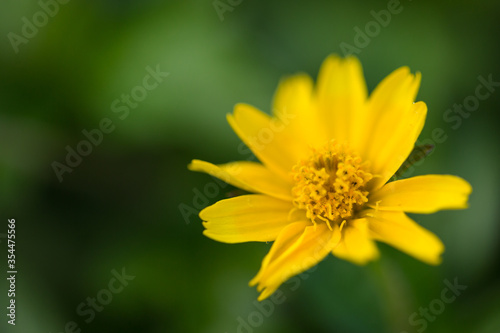 Beautiful Flower Macro photography of daisy flower surrounding by greenery