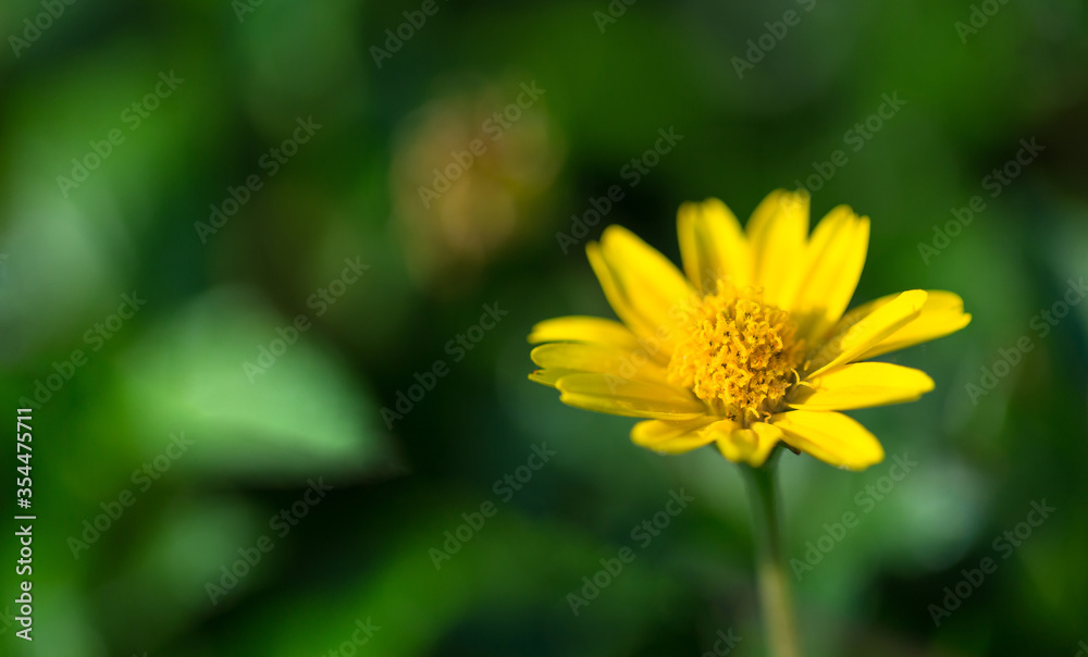 Beautiful Flower Macro photography of daisy flower surrounding by greenery Beautiful Flower Macro photography of daisy flower surrounding by greenery