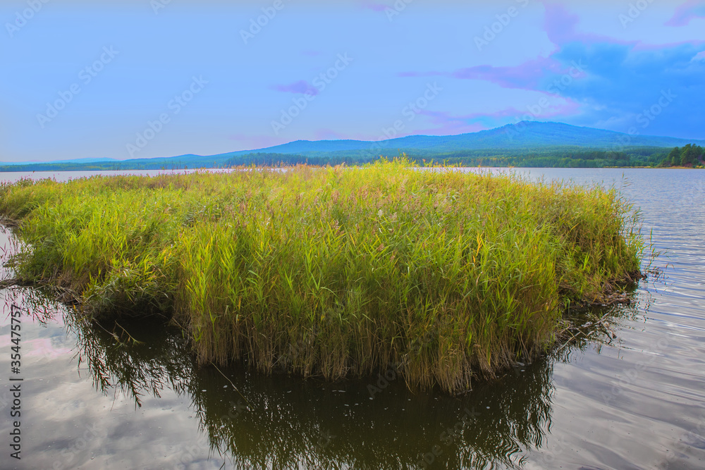 reeds off the coast of a beautiful lake with mountains reeds off the coast of a beautiful lake with mountains