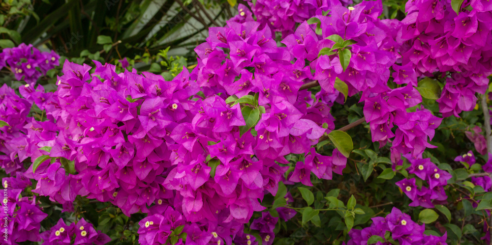 Fototapeta premium Close Up of magenta color bougainvillea in blossom on background Beautiful