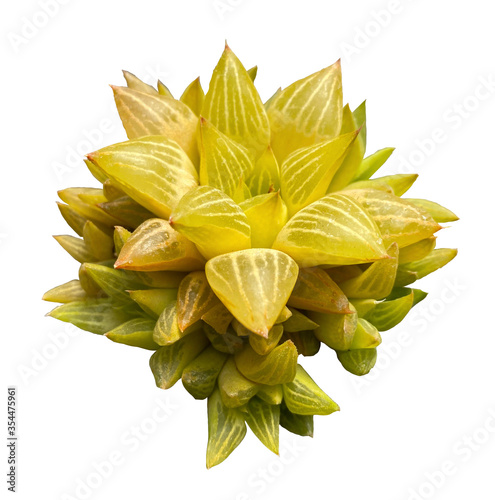 Haworthia Succulent Isolated on White Background