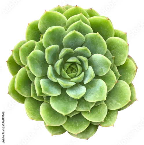 Succulent Isolated on White Background