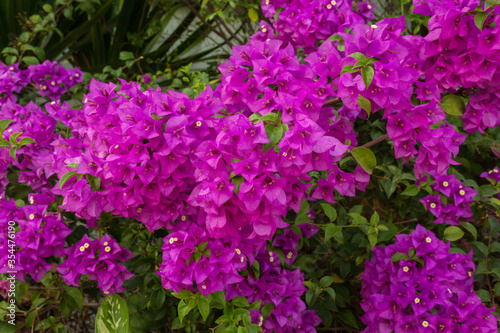 Close Up of magenta color bougainvillea in blossom on background Beautiful