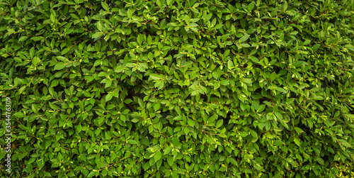 Green Leaves texture background, Green grass wall texture for backdrop design