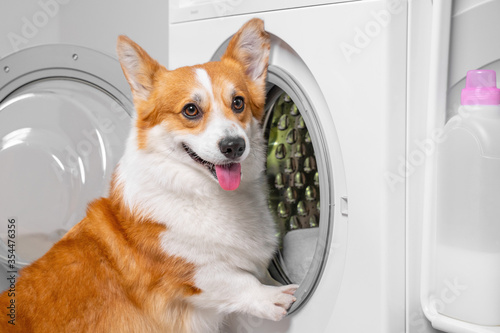 dog welsh corgi pembroke putting clothes to washing machine, cute smiles. Helping with housework Laundry and dry cleaning © Masarik
