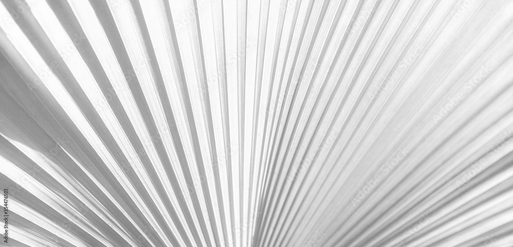 white texture background, a lush White single palm leaf frond. white texture background, a lush White single palm leaf frond.