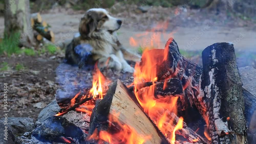 Labrador dog walks near campfire, there is smoke falling sparks, in the