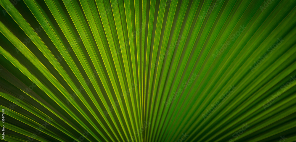 Lines and textures of Green Palm leaves, a lush green single palm leaf frond.