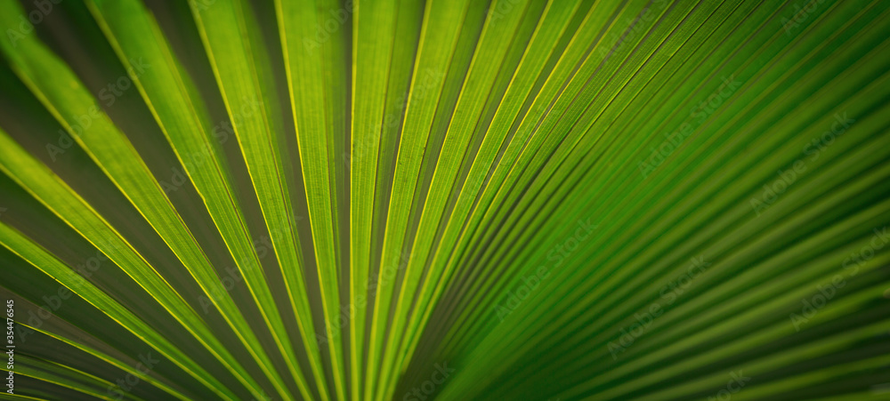 Fototapeta premium Lines and textures of Green Palm leaves, a lush green single palm leaf frond.