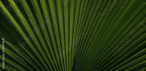 Lines and textures of Green Palm leaves  a lush green single palm leaf frond.