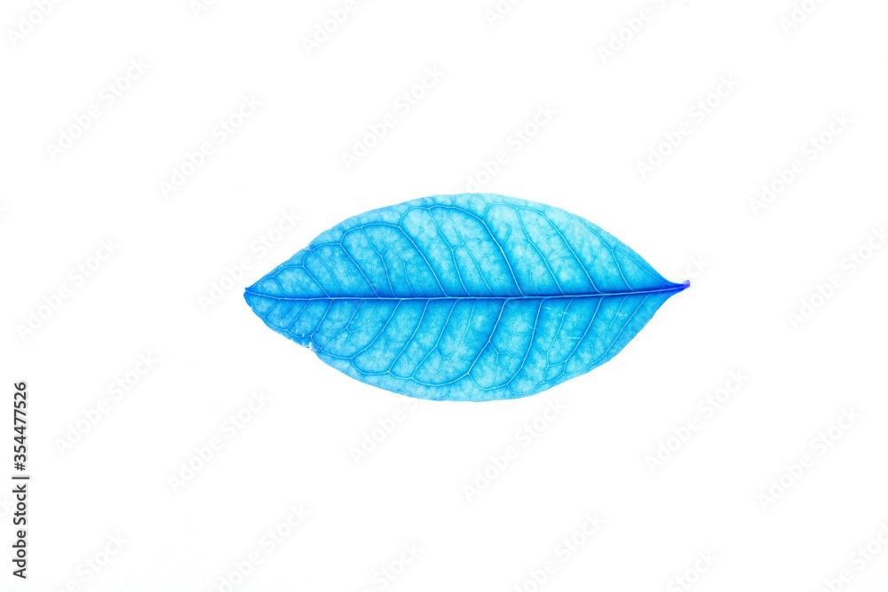 Transparent blue leaves with isolated white background indicating new futuristic technology for text adding commercial
