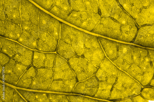 Blur yellow leaf texture for background indicating love for mother nature and pollution free