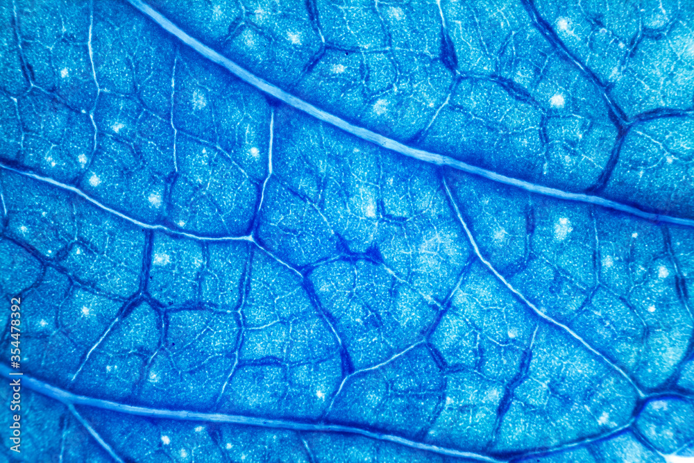 Obraz premium Blur blue leaf texture for background indicating UV pollution and modernization