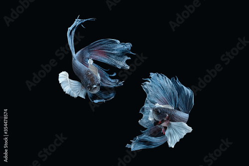 Two dancing grey dumbo / big ear halfmoon betta fish siamese isolated on black color background