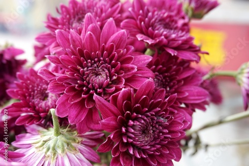 Close up view of real purple violet flower