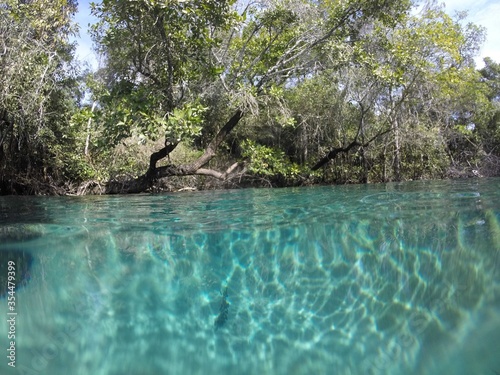 Photography tree in the water