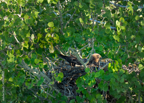 Swainson's hawk on nest