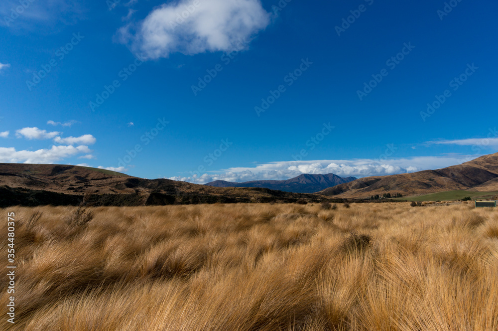 Ταπετσαρία Tussock grasslands or tussock herbfields of New Zealand