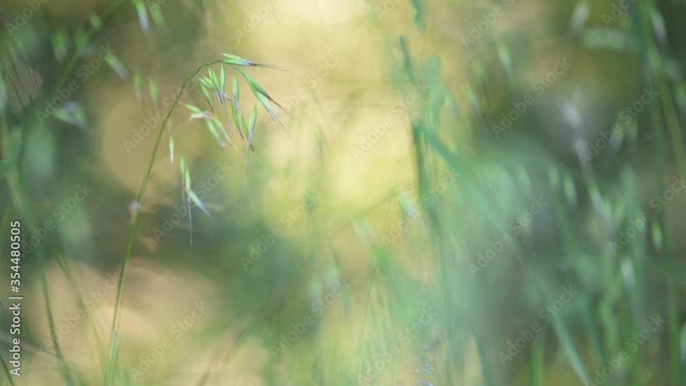 Grass moving gently with the breeze. Smooth and colorful backgroud.