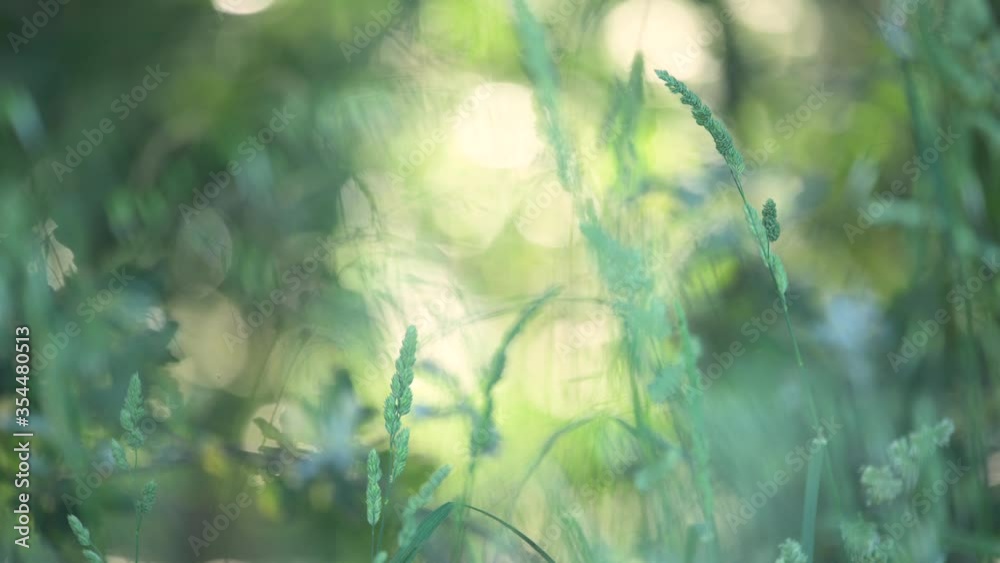 Grass moving gently with the breeze. Smooth and colorful backgroud.