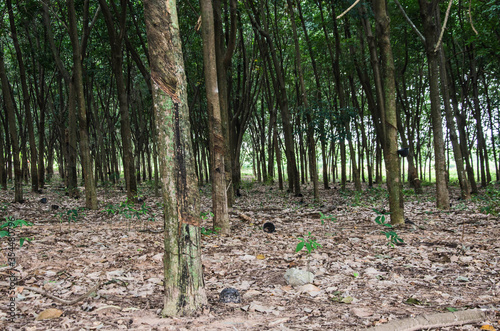 Row of big rubber trees in garden in Thailand