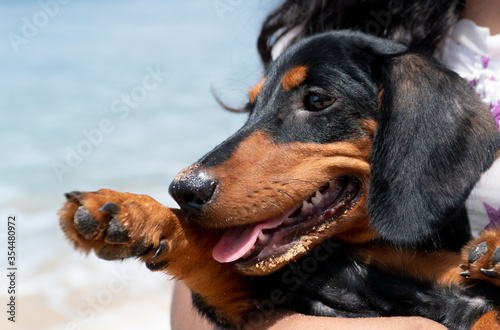 Close up portrait of dutschound puppy dog on owner's hands. Owner and dog. Happy puppy on beach walk. Ocean background, copy space