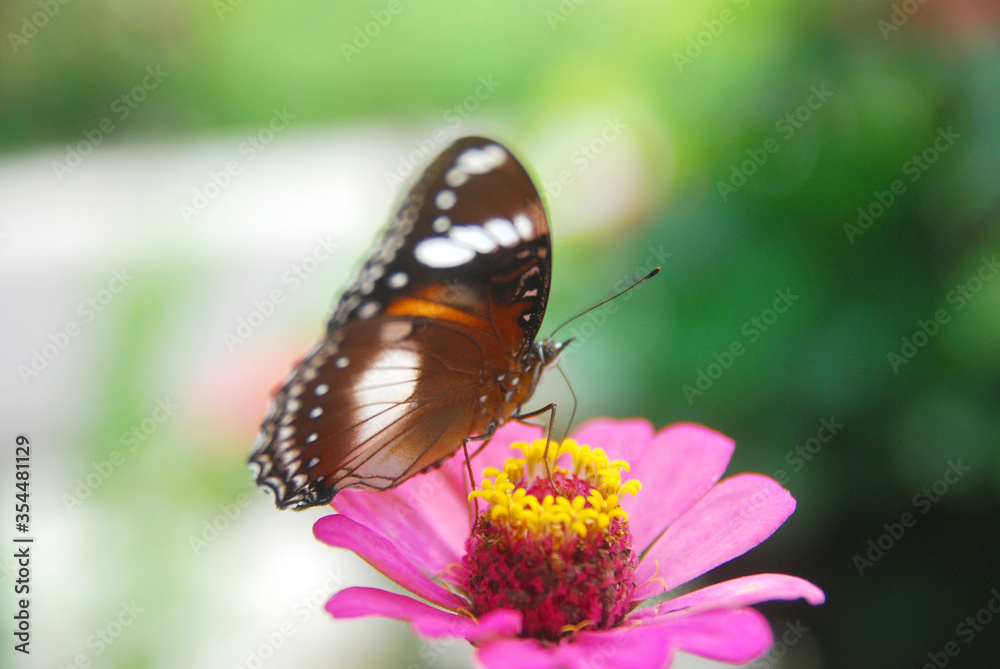 Close up a tropical butterfly alighted on pink zinnia flowers. The butterfly sucks on honey flowers or nectar for its food. this is a symbiosis between a butterfly and a flower Close up a tropical butterfly alighted on pink zinnia flowers. The butterfly sucks on honey flowers or nectar for its food. this is a symbiosis between a butterfly and a flower