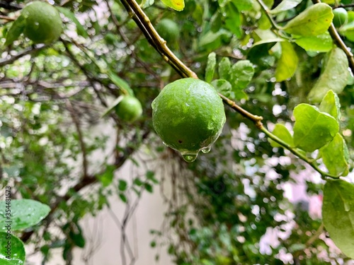 lime on tree