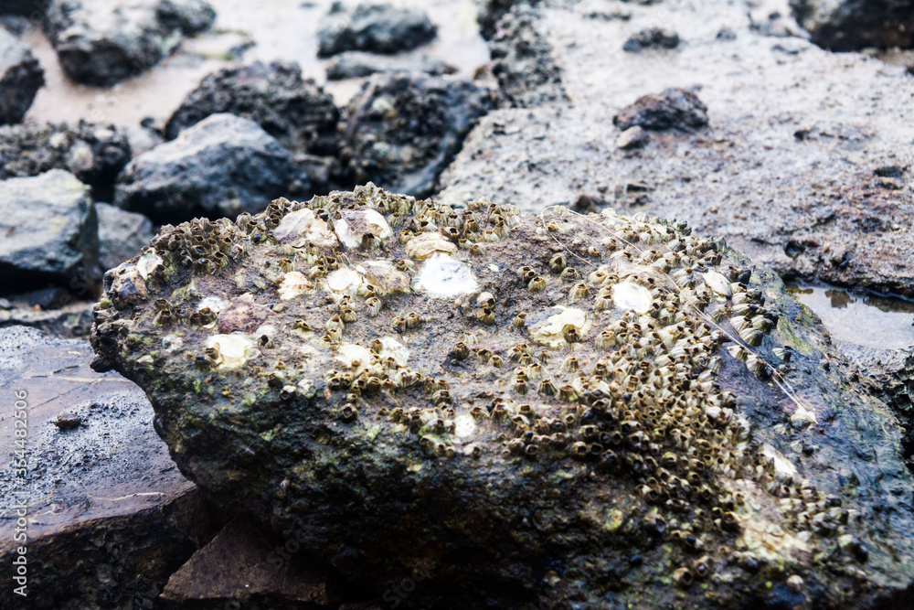 Close of view of real oyster on top muddy rock by the shore Close of view of real oyster on top muddy rock by the shore