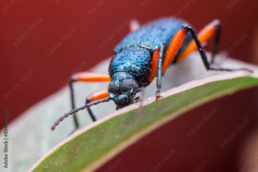 Naklejka premium Real long horn weevil in close up view