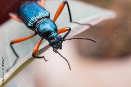 Real long horn weevil in close up view © keongdagreat