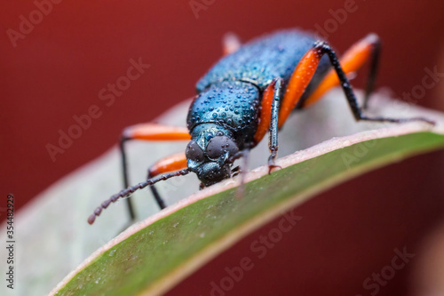 Real long horn weevil in close up view photo