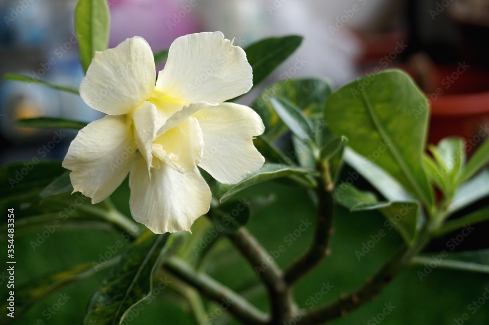 Close view of white yellow Adenium for home gardening Close view of white yellow Adenium for home gardening