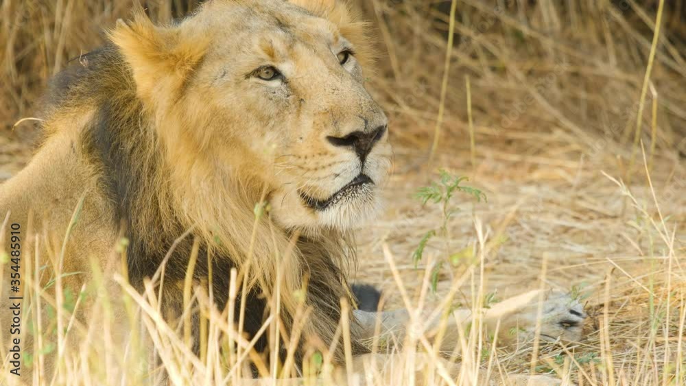 Male Lion sitting in the Grass yawning on a morning showing its dangerous canines Male Lion sitting in the Grass yawning on a morning showing its dangerous canines